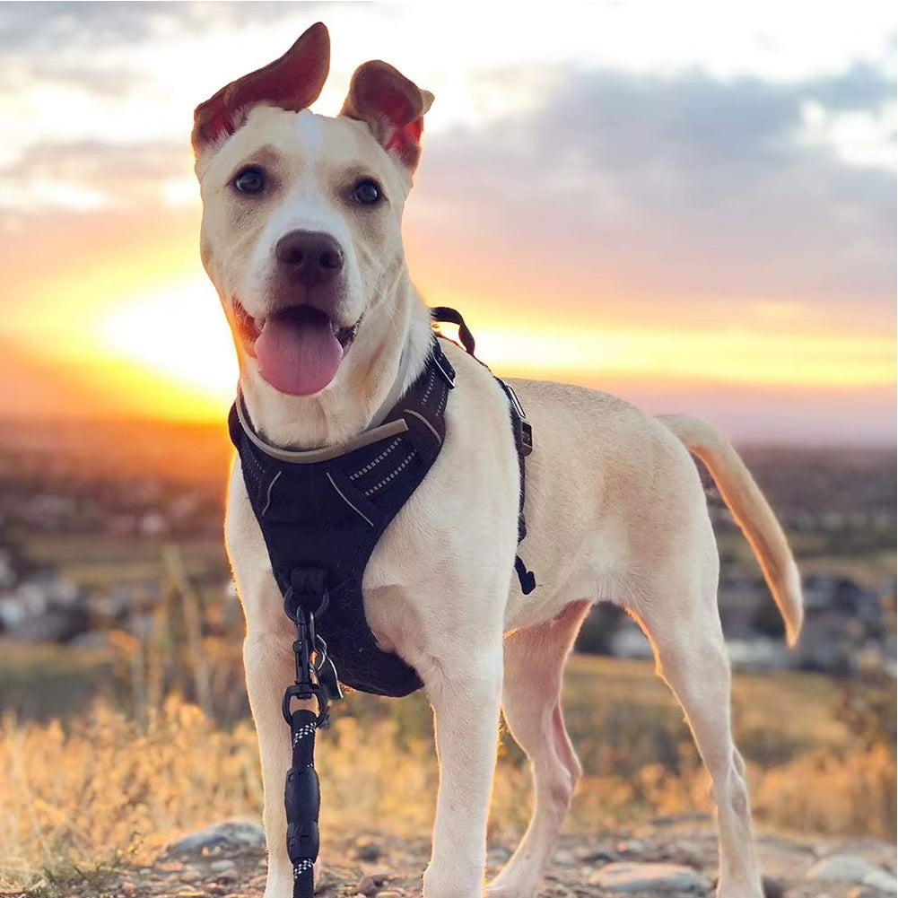 Wholesale Custom Large and Medium-Sized Dog Chest Harness Anti-Break Out Burst Dog Reflective Dog Harness Set